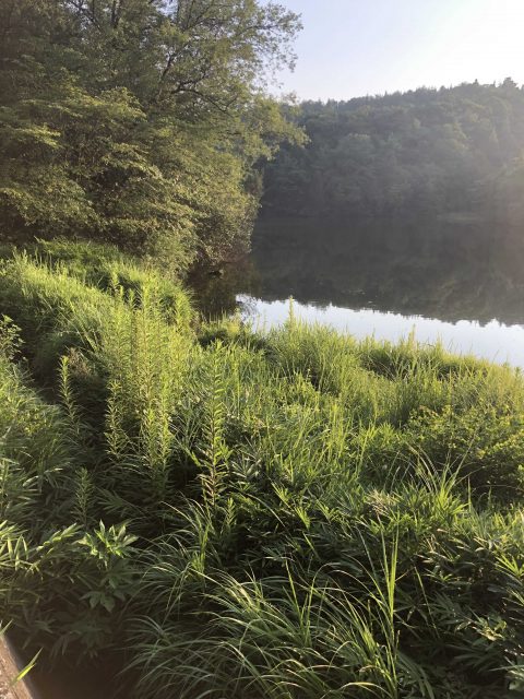 岡山野池