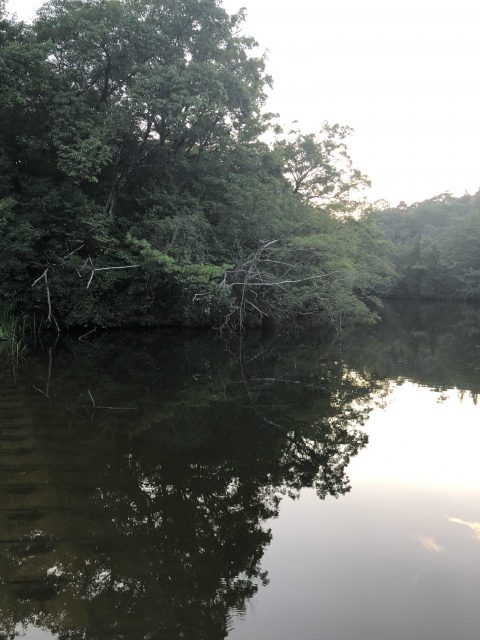 岡山野池