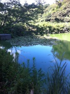 千葉県　野池　ブラックバス釣り